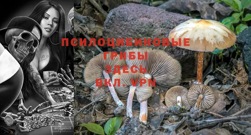 закладки  Светогорск  Галлюциногенные грибы MAGIC MUSHROOMS 